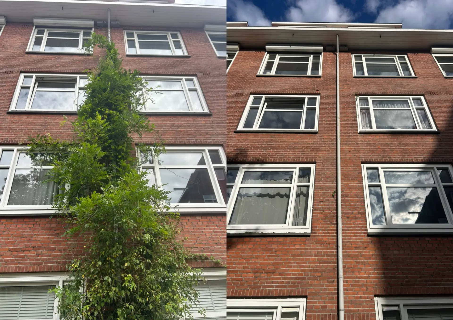 BUITENBEHEER — Klimplant verwijderd in AMSTERDAM